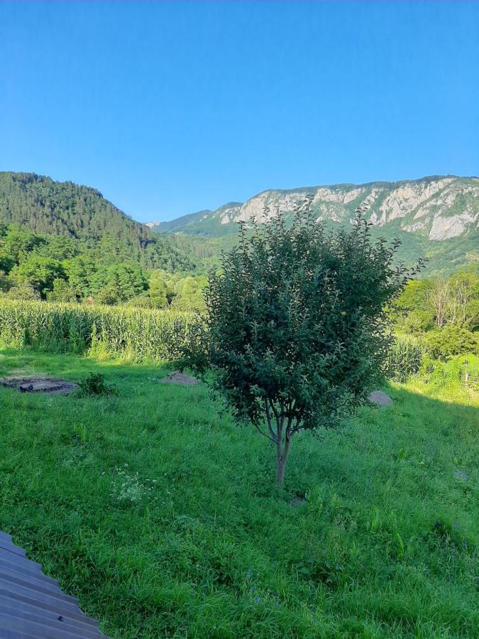 Pensiunea Codru Salciua de Jos Экстерьер фото